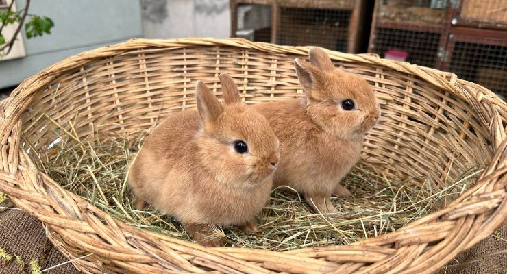 Kırklareli Büyümeyen Tavşan