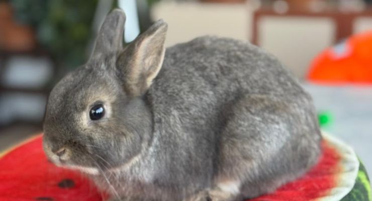 Kırklareli Ev Tavşanı
