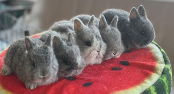 Kırklareli Evcil Tavşan