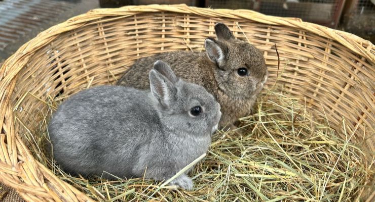 Kırklareli Yavru Tavşan
