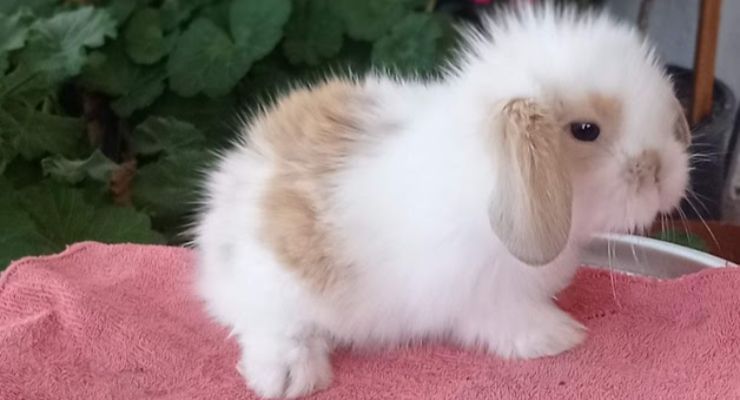 Kırklareli Hollanda Lop Tavşan